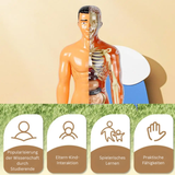 Human Anatomy – Lernen & Entdecken – Modellbausatz des menschlichen Körpers